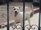 Adopt Hank a White - with Brown or Chocolate Cattle Dog / Labrador Retriever /