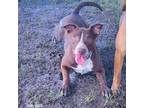 Adopt Shelly a Brown/Chocolate American Pit Bull Terrier / Mixed dog in