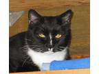 Adopt Fir a Black & White or Tuxedo Domestic Shorthair (short coat) cat in