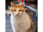 Adopt Famous Amos a Orange or Red Domestic Shorthair / Mixed cat in Saint Louis