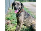 Adopt Nettle a Brindle Plott Hound / Black Mouth Cur / Mixed dog in