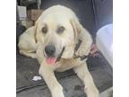 Adopt Manisa a Anatolian Shepherd