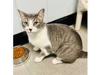 Adopt Daily's Margarita a Gray, Blue or Silver Tabby Domestic Shorthair (short