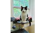 Adopt Nina (FIV+) (In Foster) a Black & White or Tuxedo Domestic Shorthair