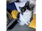 Adopt Archie a Black & White or Tuxedo Domestic Mediumhair / Mixed (medium coat)