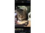 Adopt Sparrow a Brown Tabby Domestic Shorthair (short coat) cat in Pottsville