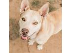 Adopt BB a White - with Tan, Yellow or Fawn Husky / American Pit Bull Terrier /