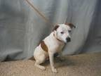 Adopt Warner a White Mixed Breed (Medium) / Mixed dog in Park Rapids
