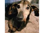 Adopt Beamer a Gray/Blue/Silver/Salt & Pepper Dachshund / Mixed dog in Lavon