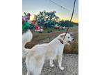Adopt Hope a Great Pyrenees
