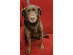 Adopt Cheyanne a Chocolate Labrador Retriever, Australian Shepherd