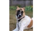 Adopt Sougy (local, bn) a Tan/Yellow/Fawn Anatolian Shepherd dog in Langley