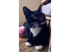 Adopt JOY a Tuxedo