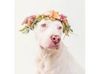 Adopt Ariah a Pit Bull Terrier, Mixed Breed