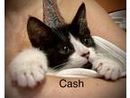 Adopt Cash (Renegade Claws) a Spotted Tabby/Leopard Spotted Domestic Shorthair /