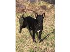 Adopt Dylan a Black Rat Terrier / Labrador Retriever / Mixed dog in Birmingham