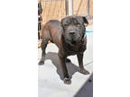 Adopt Daisy a Shar-Pei, Mixed Breed