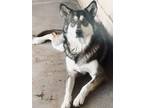 Adopt Esme a Alaskan Malamute, Anatolian Shepherd