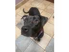 Adopt Dion a Mixed Breed