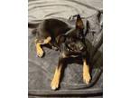 Adopt Ana a Australian Kelpie, Feist