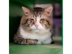 Adopt Big Papa a Gray or Blue Domestic Mediumhair / Mixed cat in Kanab
