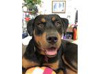 Adopt Alamo a Rottweiler