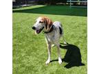 Adopt POLKA a Bluetick Coonhound, Mixed Breed