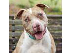 Adopt Blue a Mixed Breed