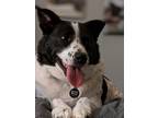 Adopt Daisy Mae a White - with Black Border Collie / Blue Heeler dog in Orlando