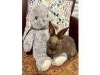 Adopt CADBERRY a Bunny Rabbit