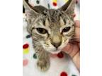 Adopt JoJo a Gray, Blue or Silver Tabby Domestic Shorthair (short coat) cat in