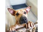 Adopt Diva a Brown/Chocolate Shar Pei / Mixed dog in Edinburg, TX (36465286)