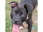 Adopt Texas Toast a Pit Bull Terrier