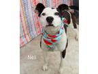 Adopt Neil a Pit Bull Terrier