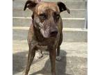Adopt Izzy a Brindle Plott Hound / Mixed dog in St. Thomas, VI (36189964)