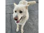 Adopt Mango (Len's Dog) a Tan/Yellow/Fawn Golden Retriever / Mixed dog in San