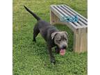 Adopt Nugget a Pit Bull Terrier, Black Labrador Retriever