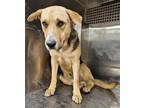 Adopt PHOENIX a German Shepherd Dog, Mixed Breed