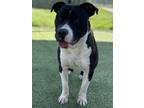 Adopt TATER TOT a Pit Bull Terrier, Mixed Breed