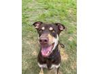 Adopt Kilo a Labrador Retriever