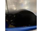 Adopt Fritz a All Black Domestic Shorthair / Mixed cat in Leesburg