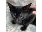 Adopt Johnny Cash a All Black Domestic Shorthair (short coat) cat in Dayton