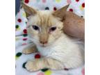 Adopt Archie a Cream or Ivory (Mostly) Siamese (short coat) cat in Philadelphia