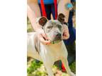 Adopt BRUNO a Shar-Pei, Mixed Breed