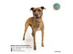 Adopt BARNEY a Plott Hound, Mixed Breed