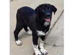 Adopt Beau a Great Pyrenees, Border Collie