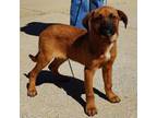 Adopt Luca a German Shepherd Dog, Boxer