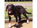 Adopt Roman a Great Pyrenees, Border Collie