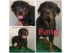 Adopt Fang a Rottweiler