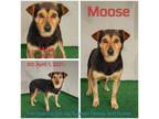 Adopt Moose a Mixed Breed